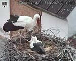 Capi_Dubne_20250421_201003.jpg