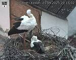 Capi_Dubne_20250421_201502.jpg