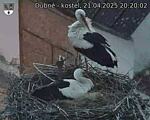 Capi_Dubne_20250421_202002.jpg