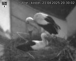 Capi_Dubne_20250421_203002.jpg