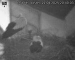 Capi_Dubne_20250421_204003.jpg