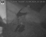 Capi_Dubne_20250421_231003.jpg