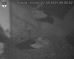 Capi_Dubne_20250422_000002.jpg