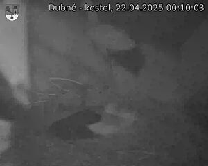 Capi_Dubne_20250422_001003.jpg (1350 x 1080)