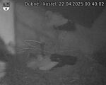 Capi_Dubne_20250422_004002.jpg