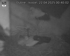 Capi_Dubne_20250422_004002.jpg (1350 x 1080)