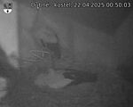 Capi_Dubne_20250422_005003.jpg