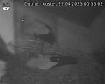 Capi_Dubne_20250422_005502.jpg