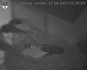 Capi_Dubne_20250422_010503.jpg (1350 x 1080)