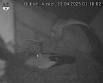 Capi_Dubne_20250422_011002.jpg