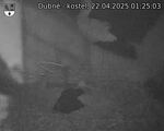 Capi_Dubne_20250422_012503.jpg