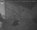 Capi_Dubne_20250422_013002.jpg