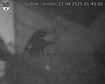 Capi_Dubne_20250422_014502.jpg