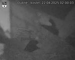 Capi_Dubne_20250422_020003.jpg