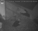 Capi_Dubne_20250422_020503.jpg