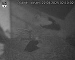 Capi_Dubne_20250422_021002.jpg