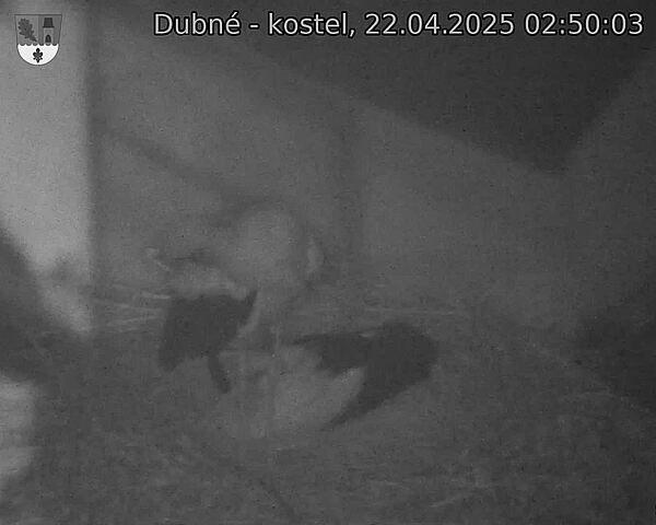 Capi_Dubne_20250422_025003.jpg (1350 x 1080)