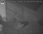 Capi_Dubne_20250422_030003.jpg