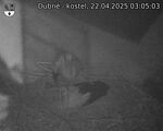 Capi_Dubne_20250422_030503.jpg