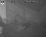 Capi_Dubne_20250422_031002.jpg