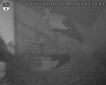 Capi_Dubne_20250422_032003.jpg