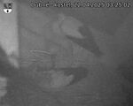 Capi_Dubne_20250422_032502.jpg