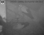 Capi_Dubne_20250422_034503.jpg