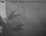 Capi_Dubne_20250422_035002.jpg