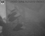 Capi_Dubne_20250422_035502.jpg