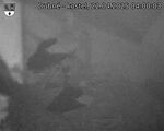 Capi_Dubne_20250422_040003.jpg