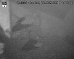 Capi_Dubne_20250422_040502.jpg
