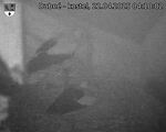Capi_Dubne_20250422_041002.jpg