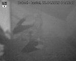 Capi_Dubne_20250422_041503.jpg