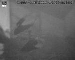 Capi_Dubne_20250422_042003.jpg
