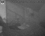 Capi_Dubne_20250422_043003.jpg