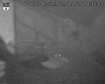 Capi_Dubne_20250422_043503.jpg