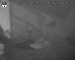Capi_Dubne_20250422_044503.jpg