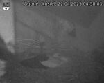 Capi_Dubne_20250422_045003.jpg