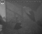 Capi_Dubne_20250422_045502.jpg