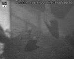 Capi_Dubne_20250422_050003.jpg