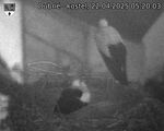 Capi_Dubne_20250422_052003.jpg