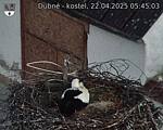 Capi_Dubne_20250422_054503.jpg