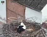 Capi_Dubne_20250422_055003.jpg