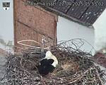 Capi_Dubne_20250422_055502.jpg