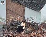 Capi_Dubne_20250422_060503.jpg