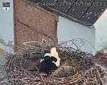 Capi_Dubne_20250422_061003.jpg