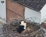 Capi_Dubne_20250422_061503.jpg