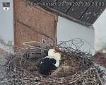 Capi_Dubne_20250422_062003.jpg