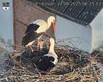 Capi_Dubne_20250422_062503.jpg