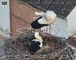 Capi_Dubne_20250422_063003.jpg